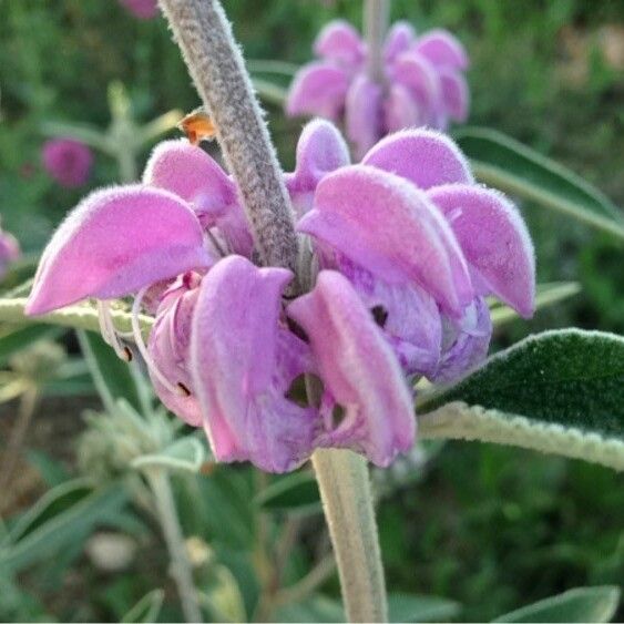 Phlomis purpurea Kvet