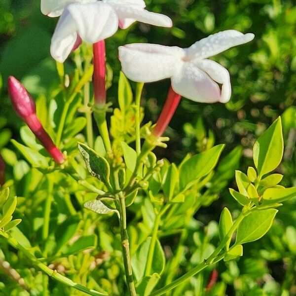 Jasminum grandiflorum Fleur
