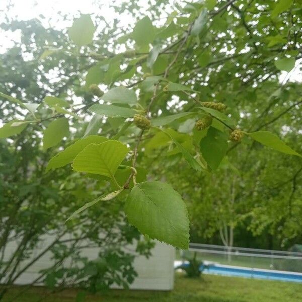 Betula nigra Blatt