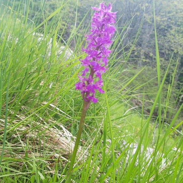 Orchis mascula Flower