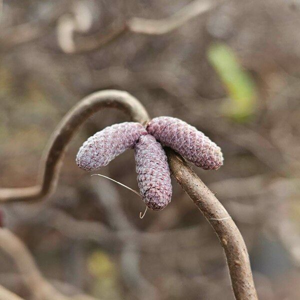 Corylus avellana Blomma