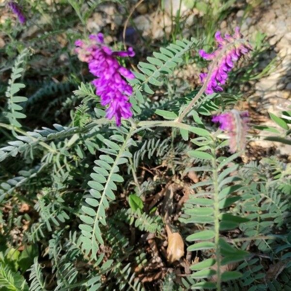 Vicia incana Flower