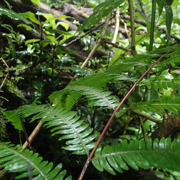 Pteris catoptera Folla