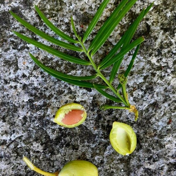 Cephalotaxus fortunei Fruit