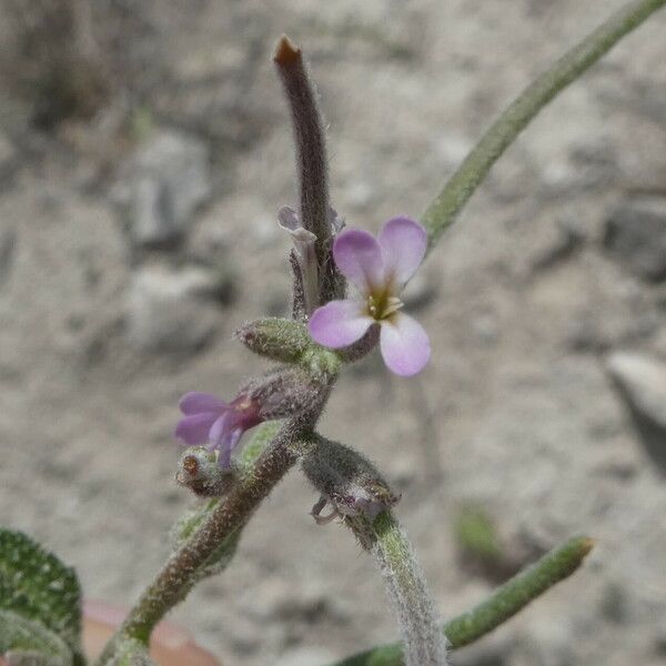 Strigosella africana Blomst