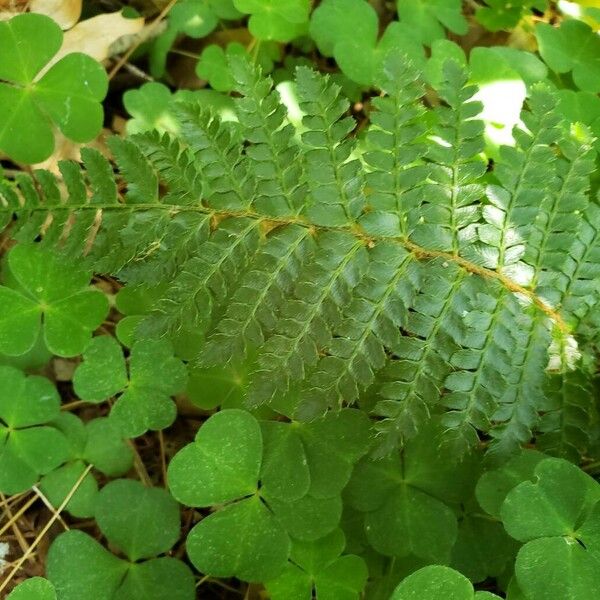 Polystichum braunii Blad