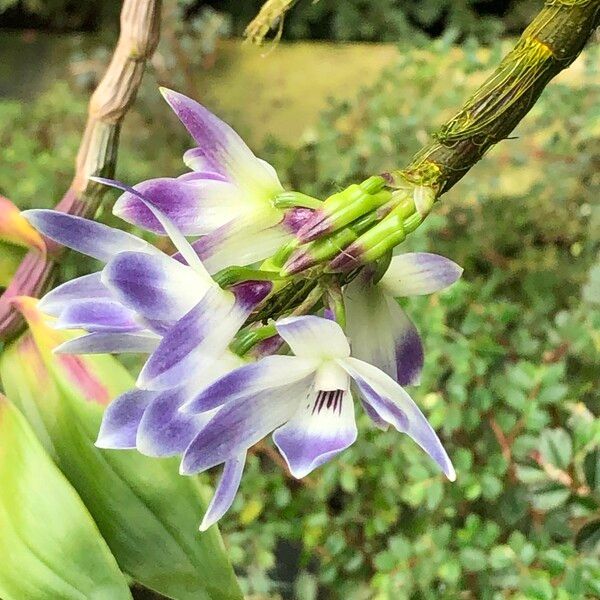 Dendrobium victoriae-reginae Çiçek