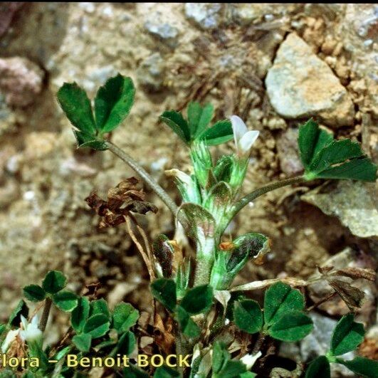 Trifolium ornithopodioides Habitus