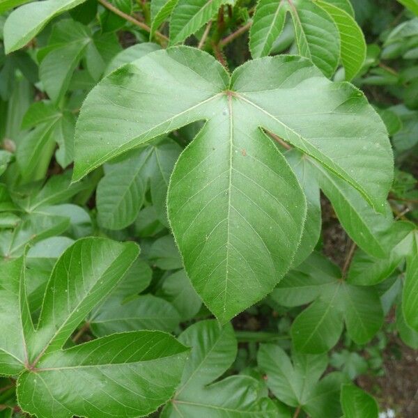 Jatropha gossypiifolia Blatt