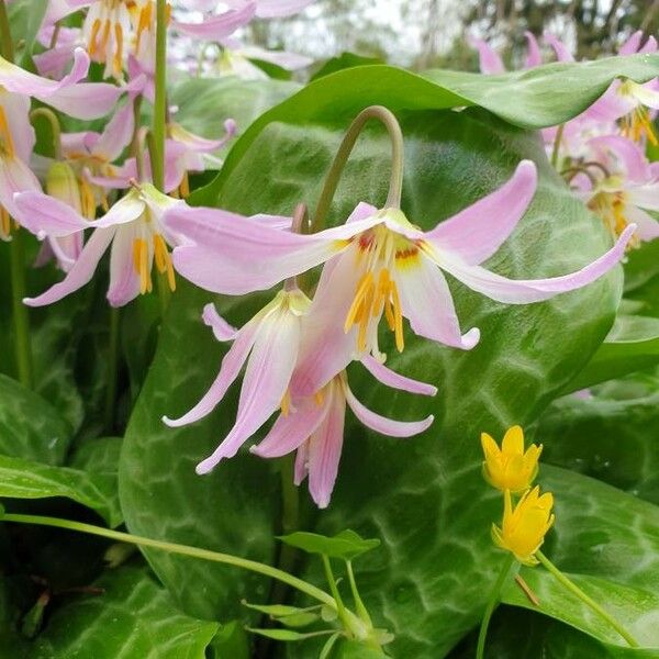 Erythronium revolutum 花