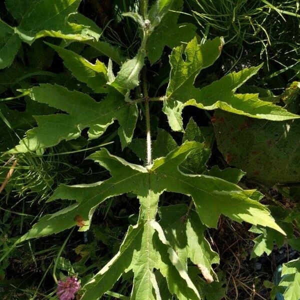 Heracleum sphondylium 葉