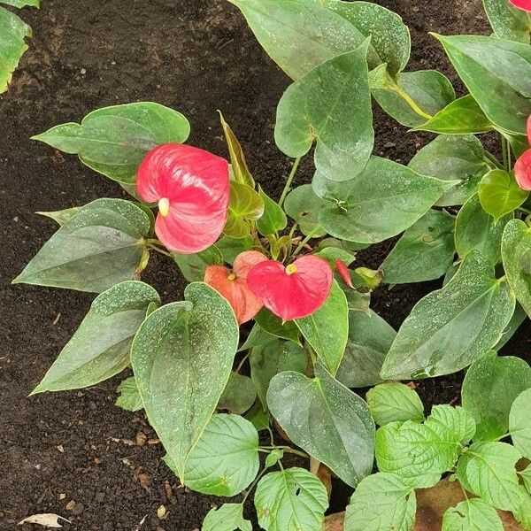 Anthurium andraeanum Yaprak