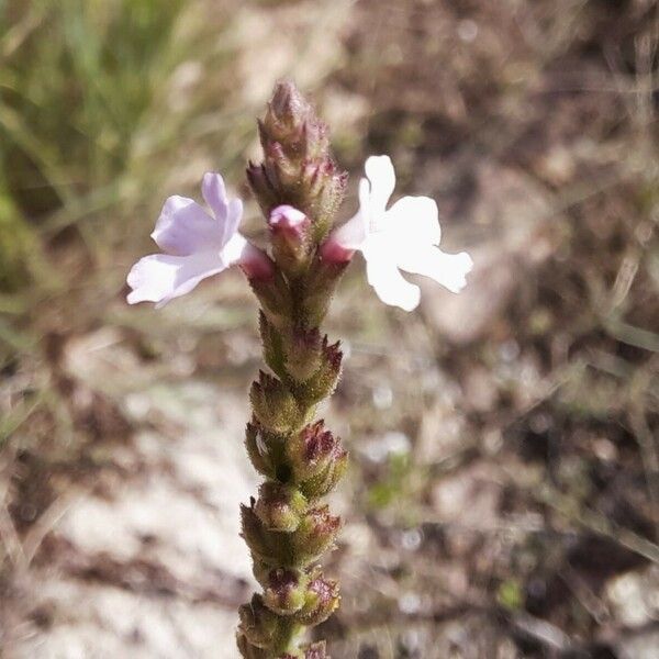 Verbena litoralis Квітка