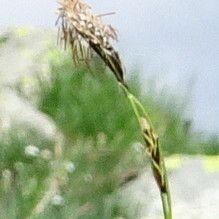 Carex sempervirens Žiedas