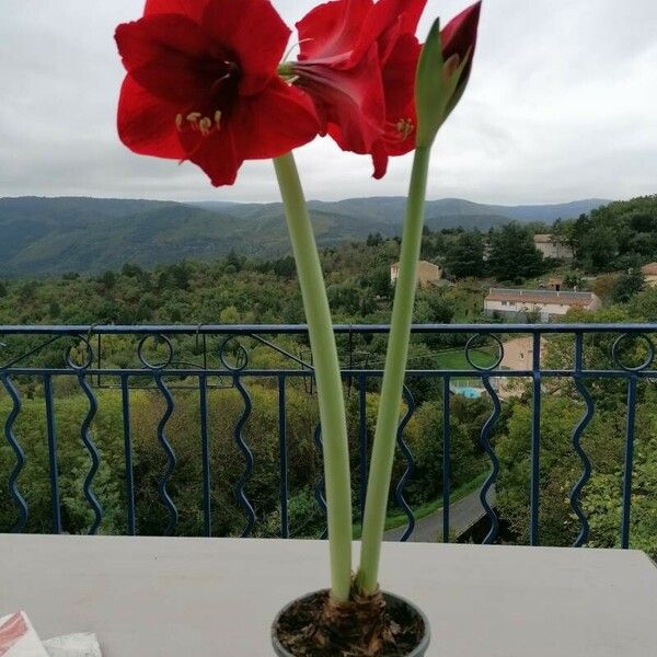 Hippeastrum reginae ᱵᱟᱦᱟ