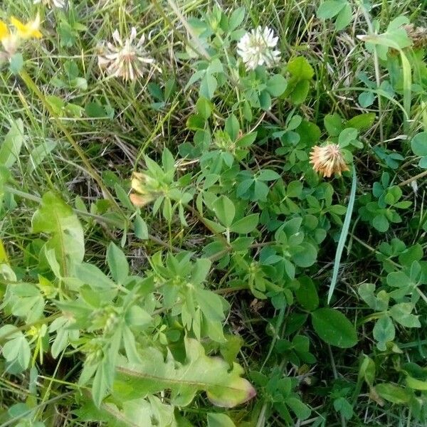 Lotus corniculatus ᱥᱟᱠᱟᱢ