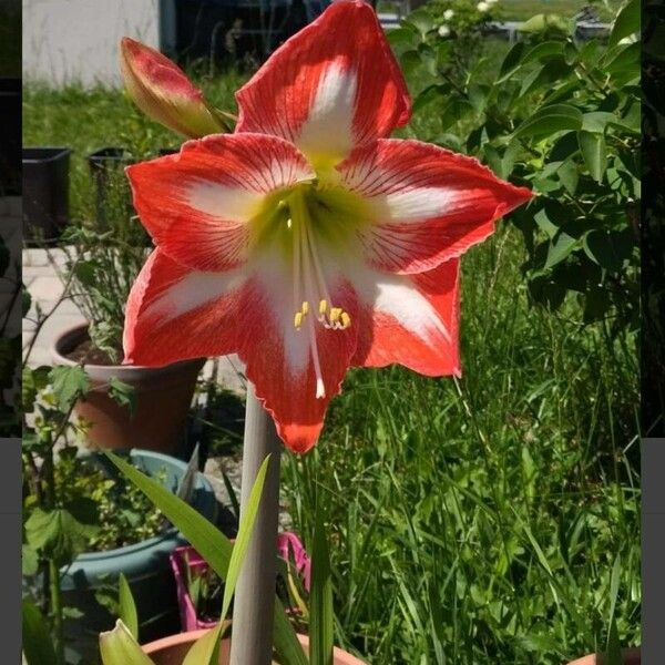 Hippeastrum correiense Flors