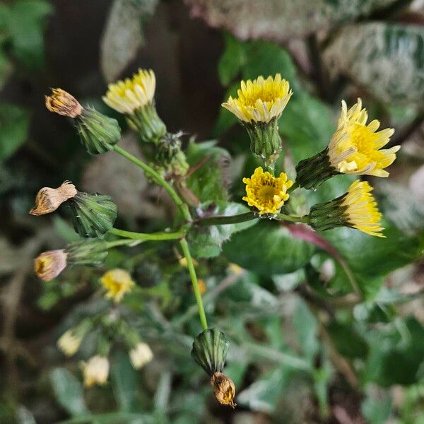 Sonchus oleraceus Flor