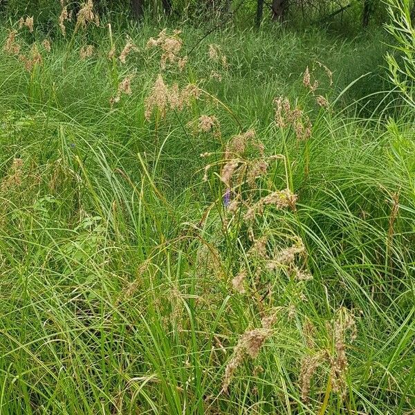 Scirpus cyperinus ശീലം