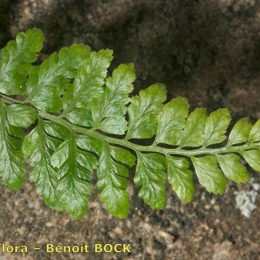 Asplenium obovatum पत्ता