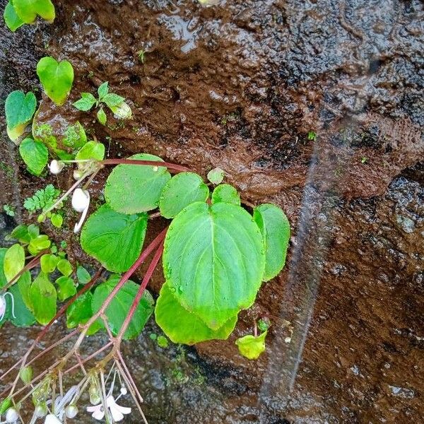 Pinguicula corsica 叶