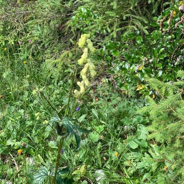 Aconitum lycoctonum 花