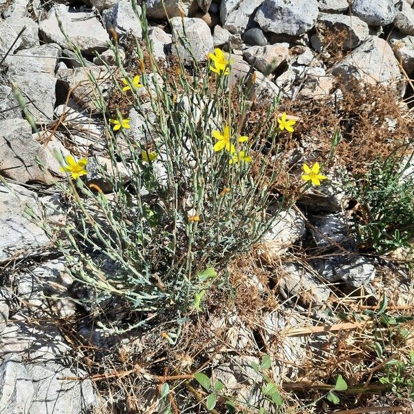 Lactuca viminea आदत