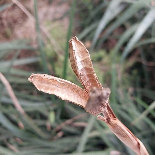 Dietes grandiflora Fruit