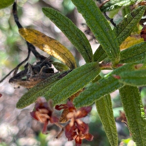 Cistus monspeliensis 葉