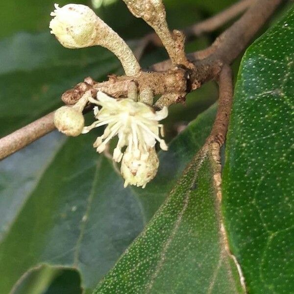 Croton guatemalensis Fleur