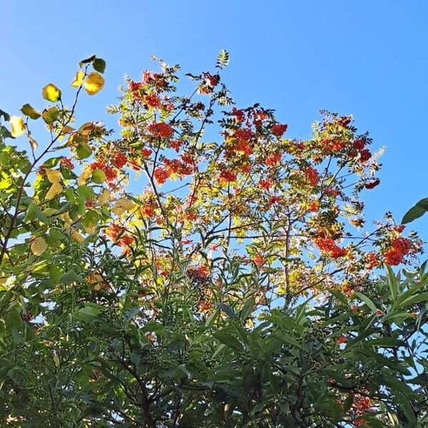 Sorbus aucuparia Frucht