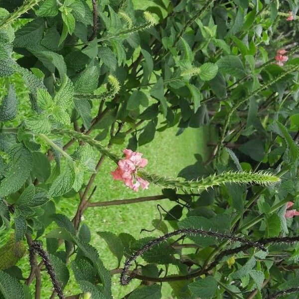 Stachytarpheta mutabilis Цветок