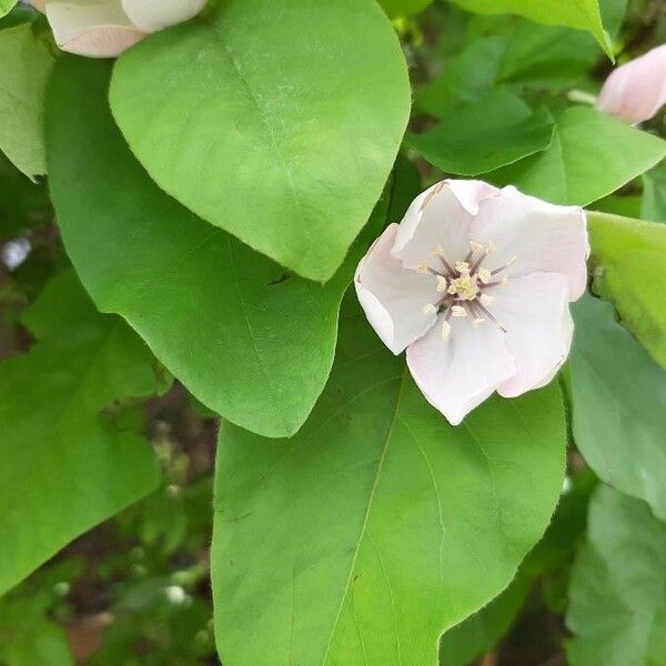 Cydonia oblonga Flower