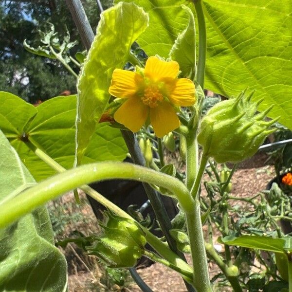 Abutilon theophrasti Flor