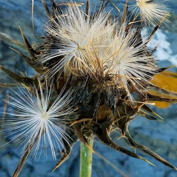 Silybum marianum Fruit