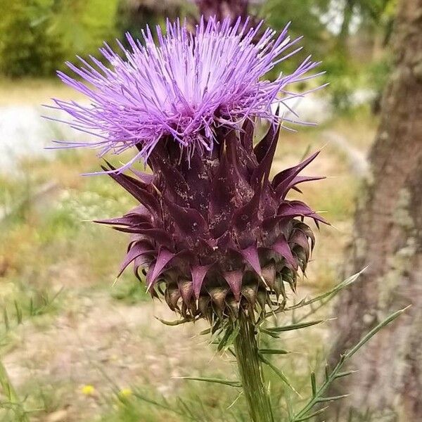 Cynara humilis Flower