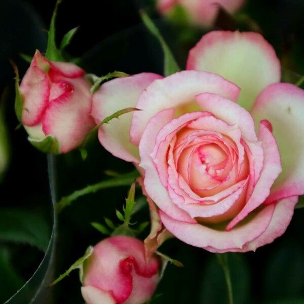 Rosa abietina Floro