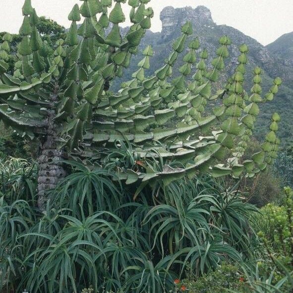 Euphorbia cooperi Leaf