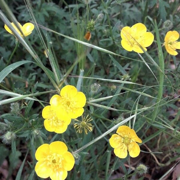 Ranunculus repens عادت