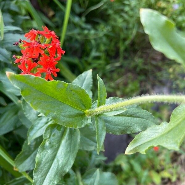 Lychnis chalcedonica Lapas