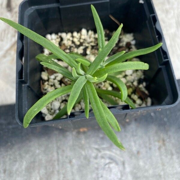 Sedum mexicanum Leaf