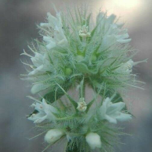 Phacelia heterophylla Blüte