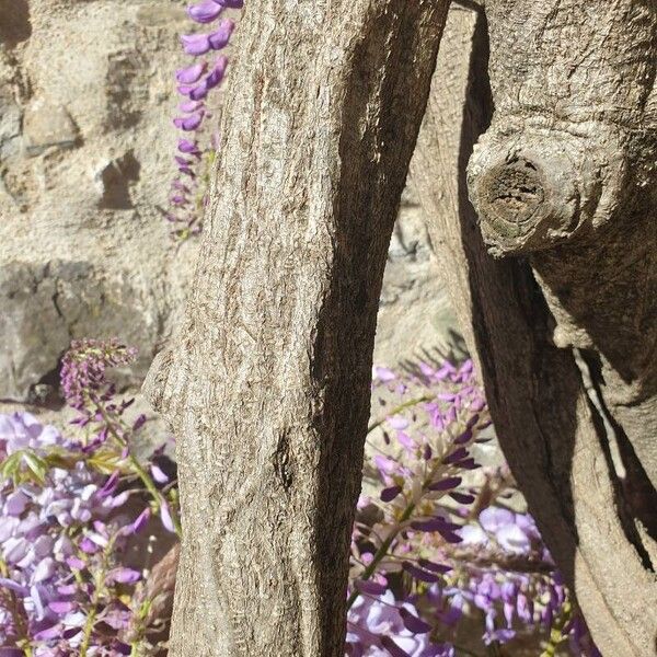 Wisteria sinensis Rinde