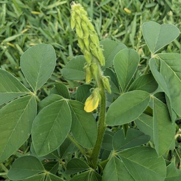 Crotalaria incana Liść