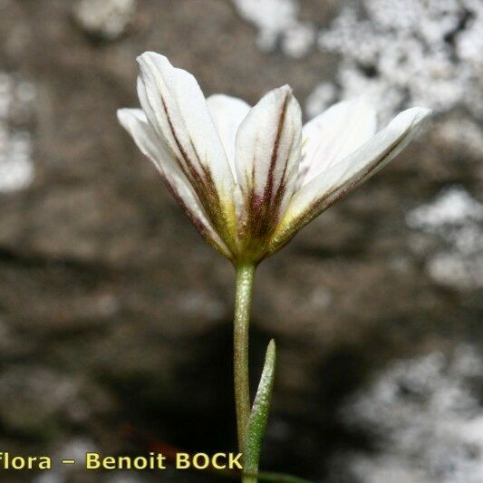 Gagea serotina Flower