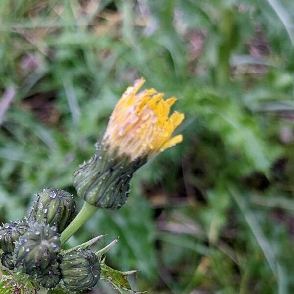 Sonchus asper Blüte