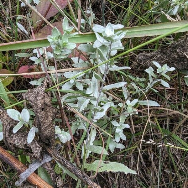 Symphyotrichum sericeum Blad