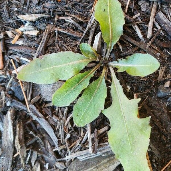 Hypochaeris glabra Leaf