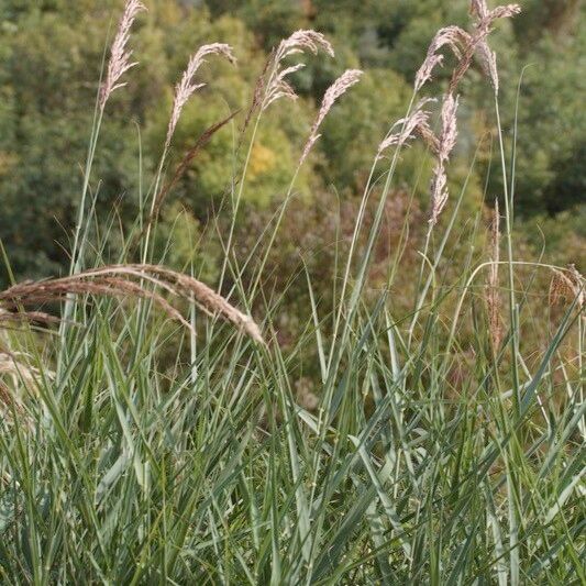 Arundo plinii Хабит