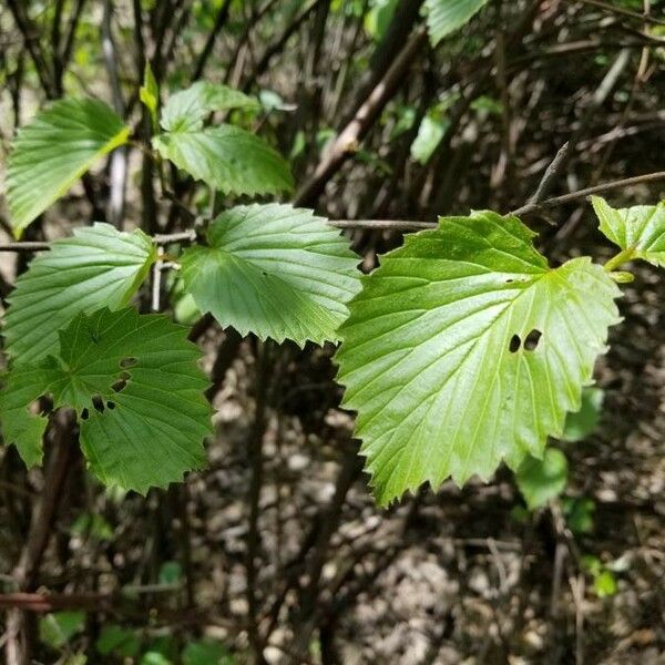 Viburnum recognitum Leaf